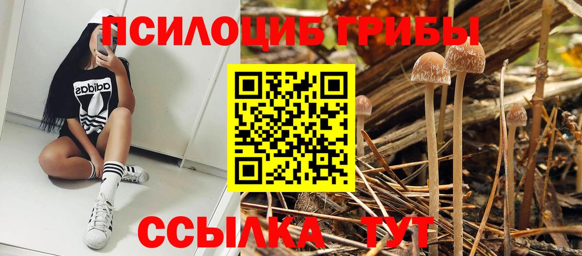 Нижневартовск  Псилоцибиновые грибы Psilocybine cubensis  Вход с VPN 